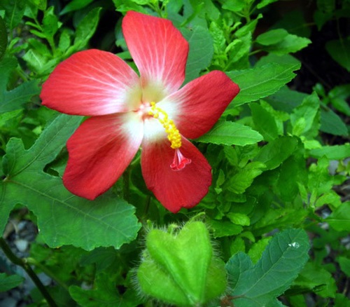 Sâm bố chính,vông vang,bố chính sâm,thổ hào sâm,sâm báo,Abenmoschus moschatus ssp. tuberosus (Span.) Borss,nhân sâm