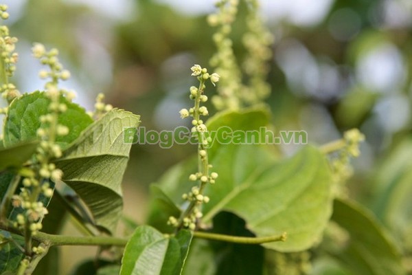 Cây Sachi,tinh dầu sachi, hạt sachi,Plukenetia Volubilis, Inca Inchi, Inca Nuts, cây Sacha đậu phộng, Penut inca , họ Euphorbiaceae , họ thầu dầu, cây sachi, cay sachi, công dụng cây sachi,