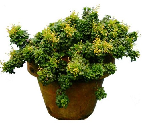 Ngâu tàu với những bông hoa nhỏ li ti nhưng mùi hương thì rất quyến rũ