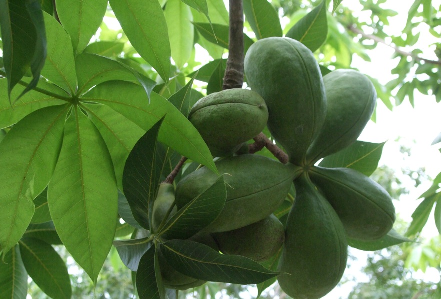 Cây trôm,trôm,mủ trôm,nhựa trôm,Sterculia foetida,tác dụng của mủ trôm