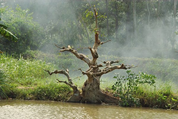 Bán cây sung đẹp ra trái tại Bình Định,Bán cây sung đẹp tại Bình Định,cây sung cảnh,cây sung đẹp,bán cây sung