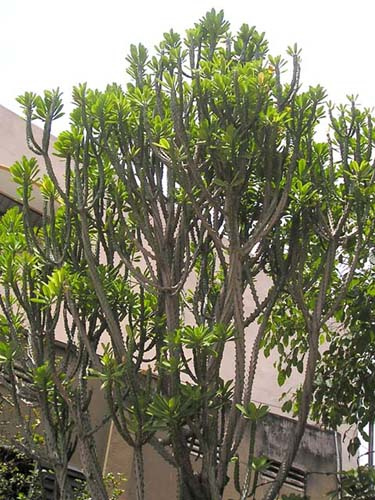 Xương rồng ngọc lân