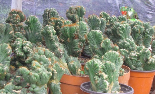 Xương rồng vân sơn,xuong rong van son,xương rồng núi,xương rồng,cây xương rồng