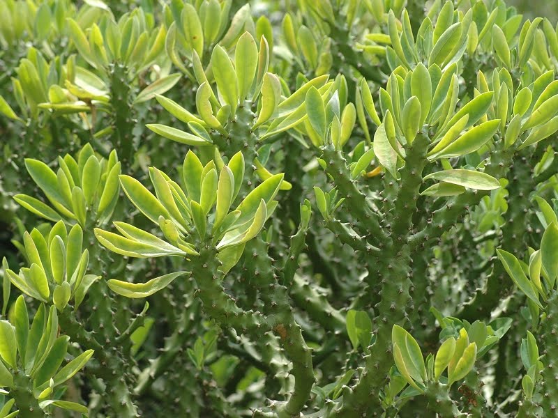 Xương rồng ngọc lân