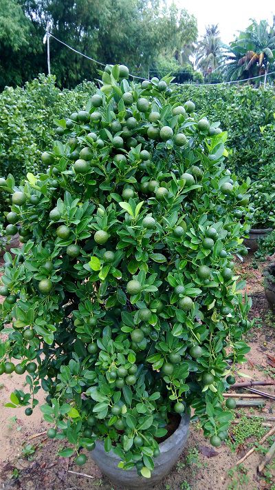 Quất Tết Đinh Dậu 2017,Quất chơi Tết