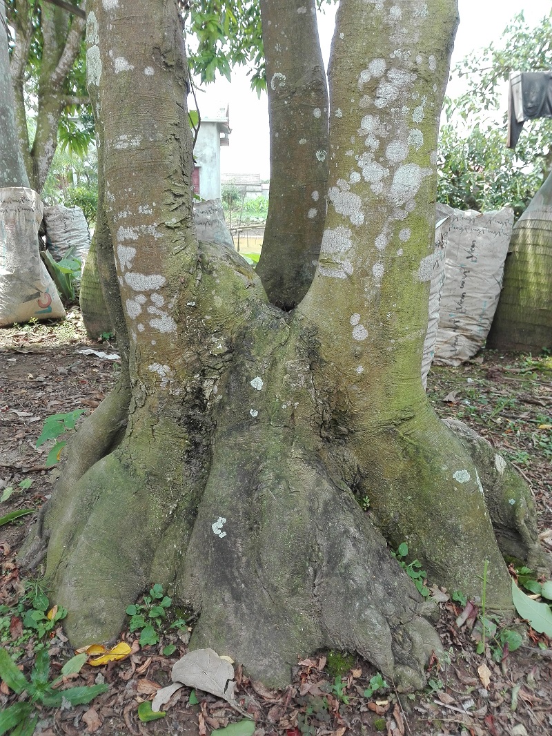 bán cây khế cổ thụ,bán cây khế Phúc Lộc Thọ,bán cây khế,cây khế đẹp,bán cây khế đẹp,mua bán cây cảnh,hoa cảnh,sinh vật cảnh,hòn non bộ,Toàn quốc