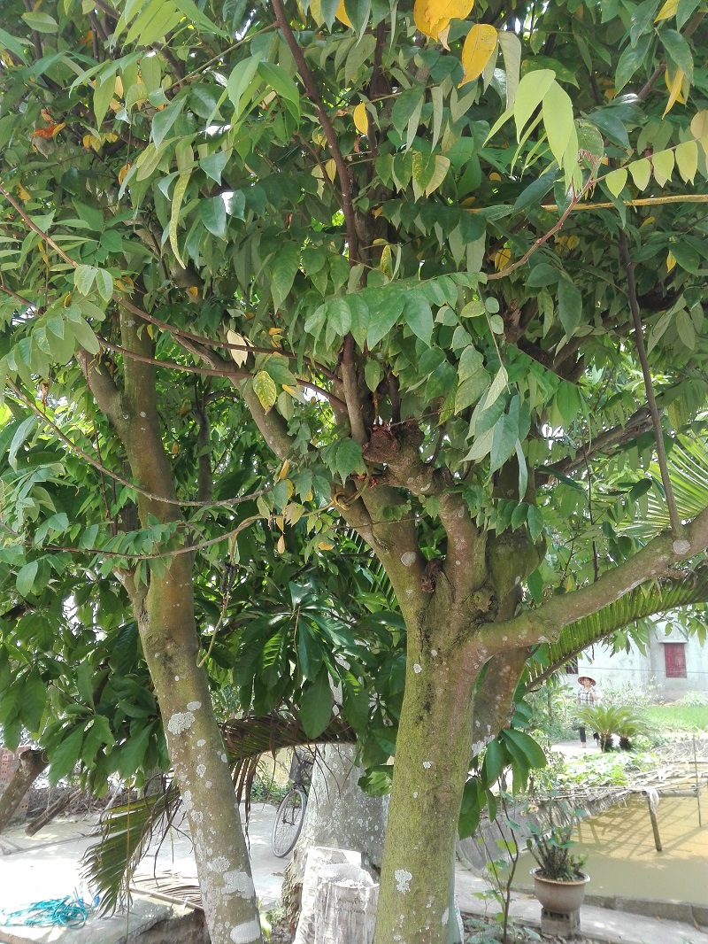 bán cây khế cổ thụ,bán cây khế Phúc Lộc Thọ,bán cây khế,cây khế đẹp,bán cây khế đẹp,mua bán cây cảnh,hoa cảnh,sinh vật cảnh,hòn non bộ,Toàn quốc