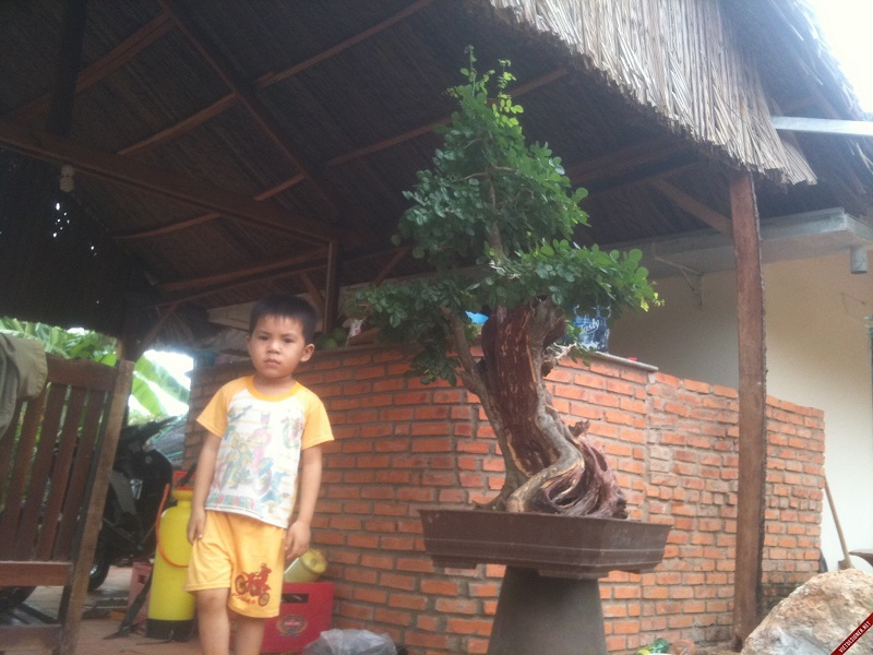 bán cây trắc,bán bộ trắc tam tài thuận buồm xuôi gió,cây cảnh,mua bán cây cảnh,hoa cảnh,sinh vật cảnh,hòn non bộ,Toàn quốc