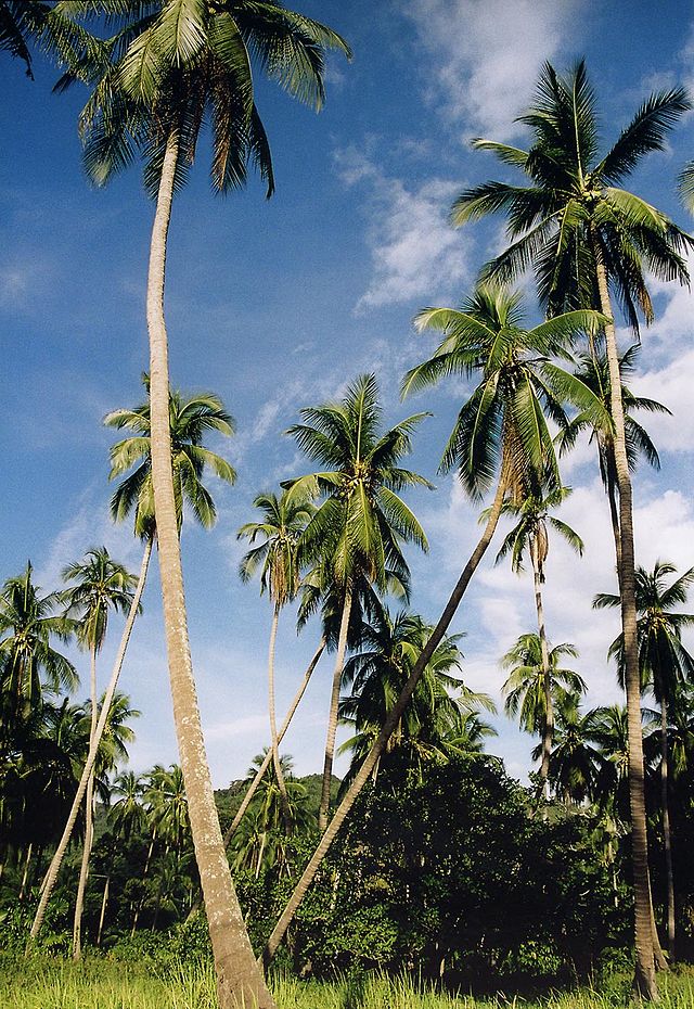 Cây dừa