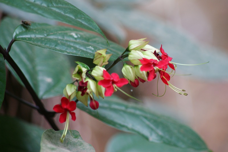 Hoa ngọc nữ,hoa ngoc nu,rồng nhả ngọc,tố nữ,lồng đèn,trinh nữ,Clerodendrum thomsoniae,Clerodendrum
