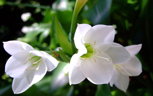 Hoa ngọc trâm,ngọc trâm,Amazon Lily,cây hoa đẹp