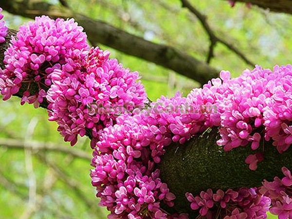 Cây Hoa Hạnh Phúc,cây hoa hạnh phúc, hình ảnh cây hoa hạnh phúc, cây hoa hạnh phúc đẹp, công dụng cây hoa hạnh phúc, cay hoa hanh phuc, cây hạnh phúc,