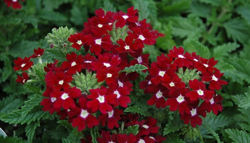 Hoa vân anh,hoa đẹp,ý nghĩa hoa vân anh