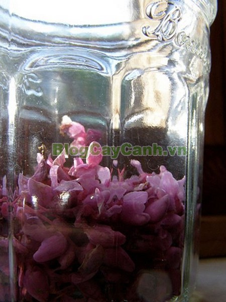 Cây Hoa Hạnh Phúc,cây hoa hạnh phúc, hình ảnh cây hoa hạnh phúc, cây hoa hạnh phúc đẹp, công dụng cây hoa hạnh phúc, cay hoa hanh phuc, cây hạnh phúc,