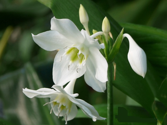 Hoa ngọc trâm,ngọc trâm,Amazon Lily,cây hoa đẹp