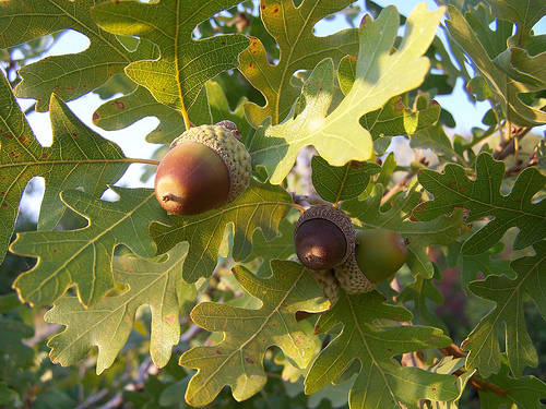 Cây sồi,sồi,cây sồi thần tiên,Quercus