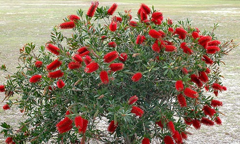 tràm bông đỏ,tram bong do,tràm liễu,tram lieu,liễu hoa đỏ,lieu hoa do,cây liễu,Callistemon citrinus,họ Trâm,Myrtaceae