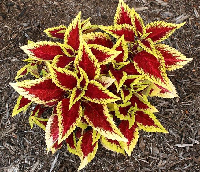 Lá gấm vàng,tía tô cảnh,Acanthaceae