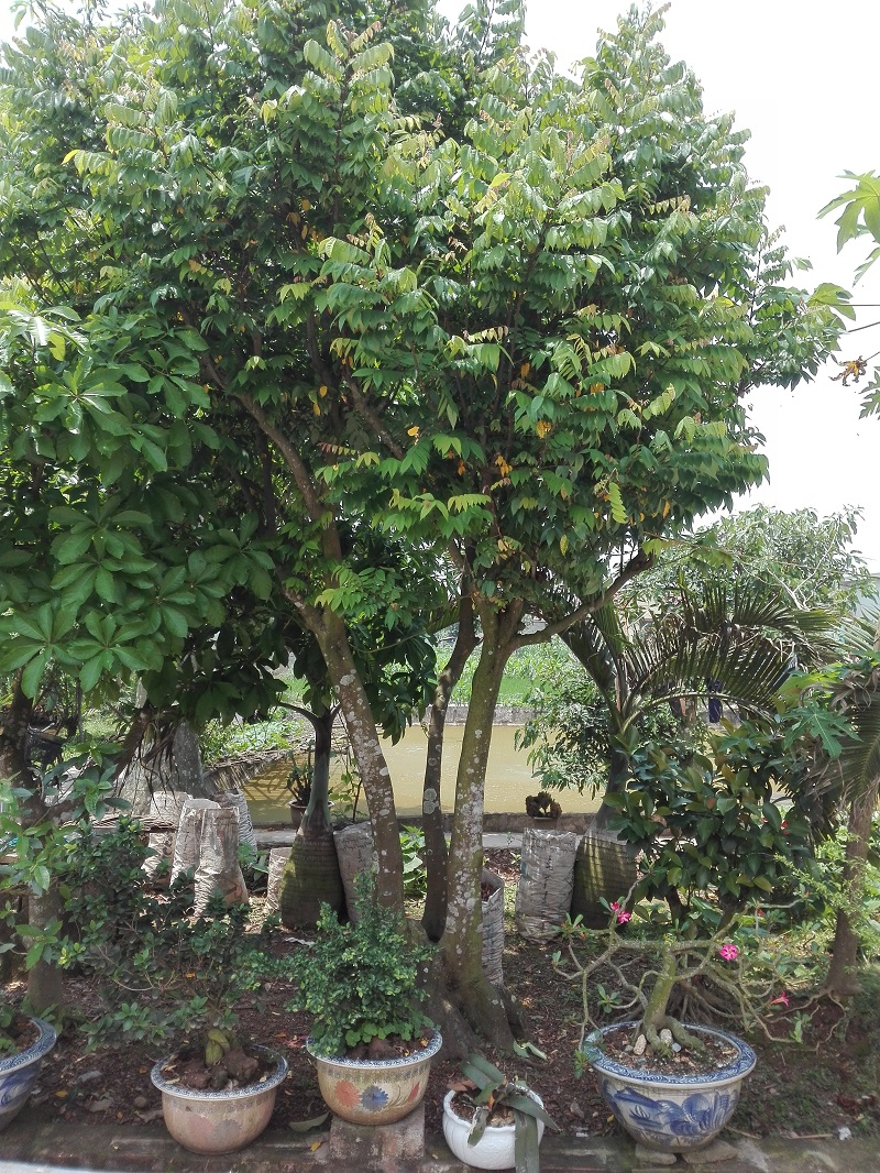 bán cây khế cổ thụ,bán cây khế Phúc Lộc Thọ,bán cây khế,cây khế đẹp,bán cây khế đẹp,mua bán cây cảnh,hoa cảnh,sinh vật cảnh,hòn non bộ,Toàn quốc