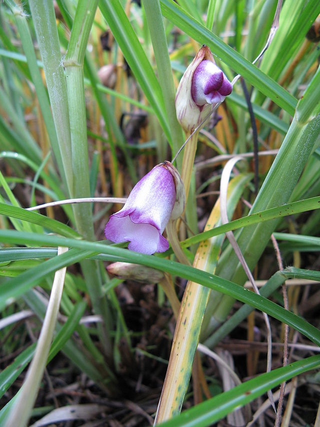 lệ dương,cây tai đất ấn,cây tai đất,cây dã cô,dã cô,họ lệ dương,họ cỏ chổi,Orobanchaceae,tác dụng của cây tài đất