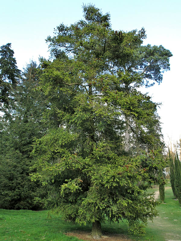 Du sam,du sam đá vôi,ngô tùng,thông dầu,tô hạp đá vôi,mạy kinh,keteleeria davidiana