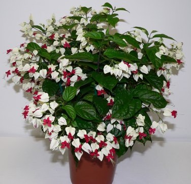 Hoa ngọc nữ,hoa ngoc nu,rồng nhả ngọc,tố nữ,lồng đèn,trinh nữ,Clerodendrum thomsoniae,Clerodendrum