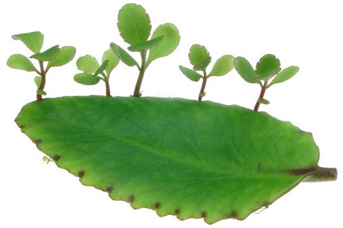 Cây lá bỏng,cây sống đời,hoa sống đời,cây thuốc bỏng,cây bỏng nổ,cây trường sinh,cây lạc địa sinh căn,Kalanchoe pinnata,Bryophyllum calycinum,Bryophyllum pinnatum,cây chữa bệnh,cây chữa bỏng