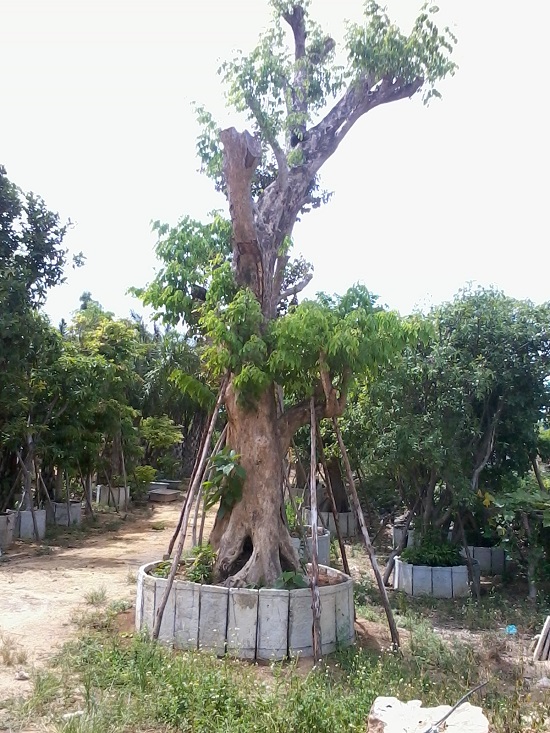 Cây xanh Quảng Nam