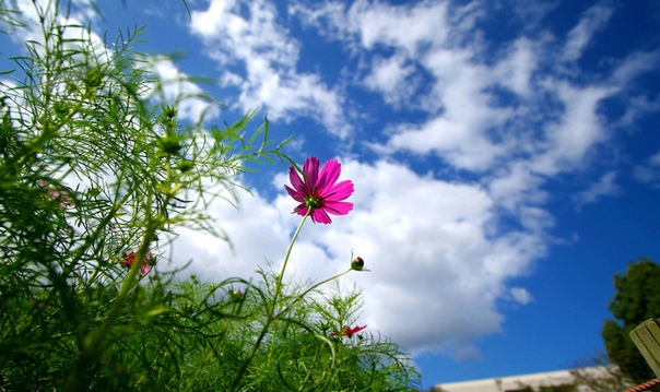 hoa cúc sao nháy,hoa cúc,hoa bướm,hoa cánh bướm,hoa chuồn chuồn,hoa Cosmos,Cosmos,cây hoa cảnh,sinh vật cảnh,Cosmos bipinnatus