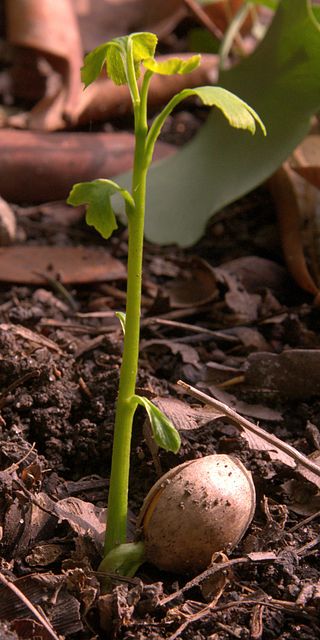 Cây bạch quả nhỏ khi mới nảy mầm