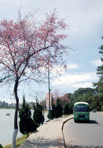 Mai anh đào ( Đào Đà Lạt )