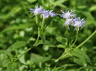 Bớp bớp,ba bớp,lốp bốp,cỏ Lào,yến bạch,cỏ hôi,cỏ Việt Minh,cỏ Nhật,cây cộng sản,cây phân xanh,Chromolaena odorata,họ Cúc,Asteraceae