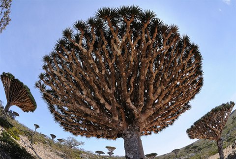 Cây máu rồng,máu rồng,cây Long Huyết,Dracaena Cinnabari,Dragon Blood Tree