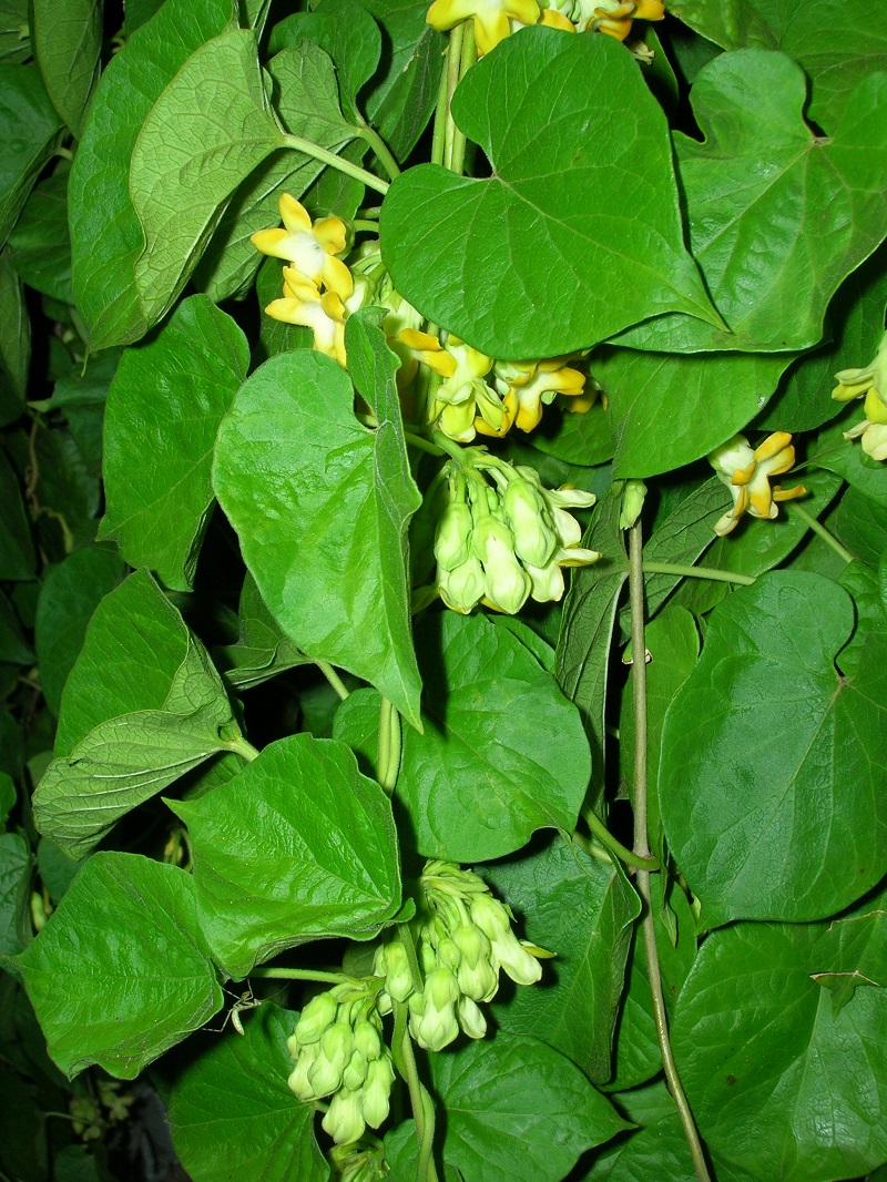 Hoa thiên lý,Telosma cordata,pakalana,Tonkin creeper,dạ lý hương,dạ lài hương