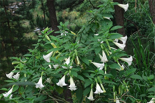 Cây cà độc dược