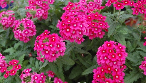 Hoa vân anh,hoa đẹp,ý nghĩa hoa vân anh