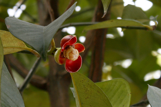 Măng cụt,cây măng cụt,Garcinia mangostana,họ bứa,Clusiaceae,cây ăn quả