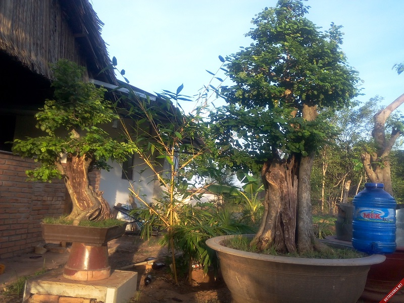 bán cây trắc,bán bộ trắc tam tài thuận buồm xuôi gió,cây cảnh,mua bán cây cảnh,hoa cảnh,sinh vật cảnh,hòn non bộ,Toàn quốc