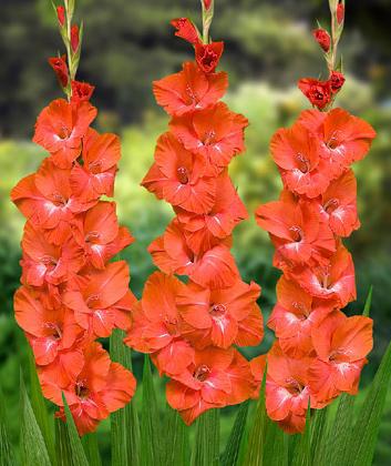 Hoa lay ơn,lay ơn,lay dơn,lay đơn,hoa dơn,kiếm lan,Gladiolus,ý nghĩa hoa lay ơn,sự tích hoa lay ơn