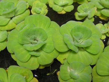 Bèo cái,Pistia stratiotes