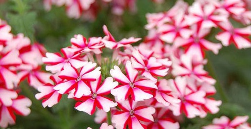 Hoa vân anh,hoa đẹp,ý nghĩa hoa vân anh