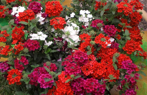 Hoa vân anh,hoa đẹp,ý nghĩa hoa vân anh