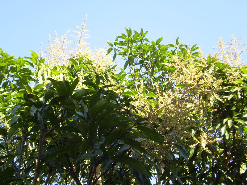 Cây xoài,quả xoài,mango,Mangifera