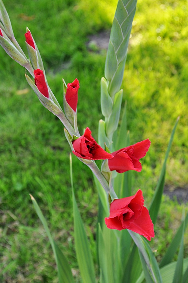 Hoa lay ơn,lay ơn,lay dơn,lay đơn,hoa dơn,kiếm lan,Gladiolus,ý nghĩa hoa lay ơn,sự tích hoa lay ơn