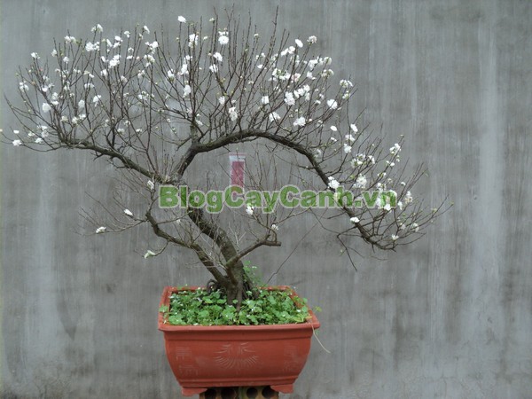 Cây Nhất Chi Mai (Cây Mai Trắng),cây nhất chi mai, họ hoa hồng, Prunus mume Sieb. & Zucc,cây bạch mai, cây hàn mai, cây lưỡng nhị mai, cây nhị độ mai, cây mai trắng, hình ảnh cây nhất chi mai, cây nhất chi mai chữa bệnh, cây nhất chi mai chơi tết, cây mai trắng,