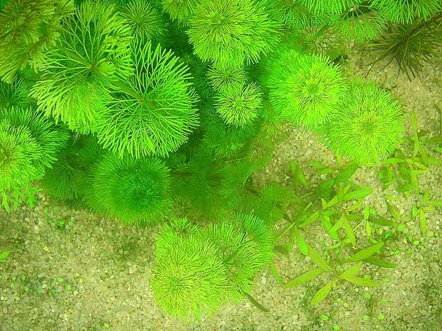 Rong lá ngò,tiềm liên,Cabomba caroliniana,cây thủy sinh