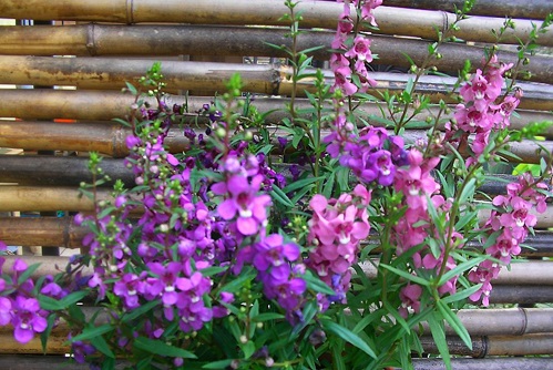 Hoa ngọc hân,hoa bâng khuâng,hoa đẹp