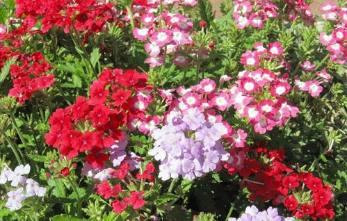 Hoa vân anh,hoa đẹp,ý nghĩa hoa vân anh