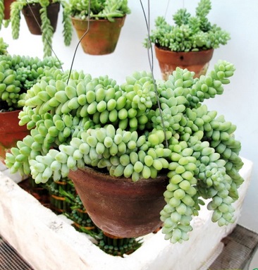 Sen đá chuỗi ngọc