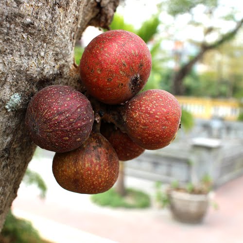 Cây sung,ưu đàm thụ,tụ quả dong,ficus racemosa,udumbara,ficus,ficus glomerata